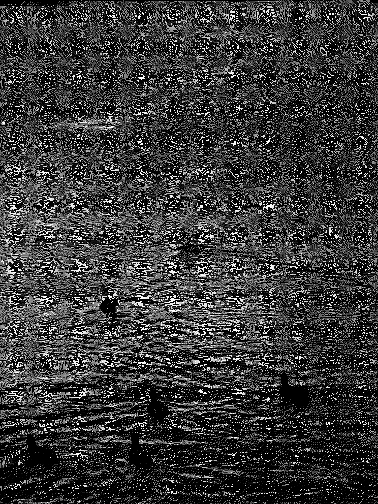 Great crested grebe with eurasian coots, Riemersma