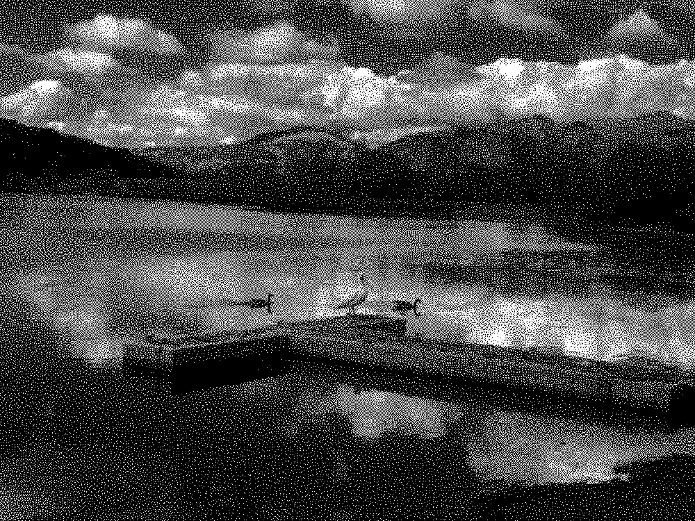 White pelican, Riemersma